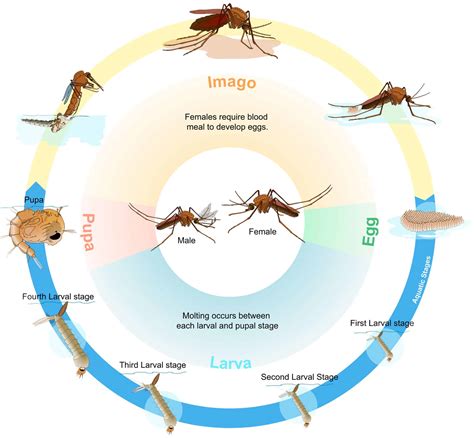 mosquito lifespan image